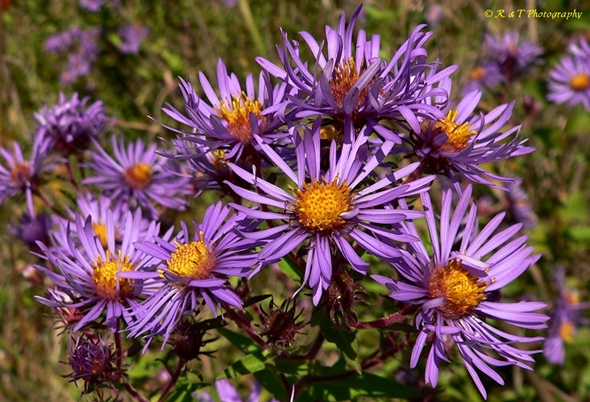 {Symphyotrichum novae-angliae}